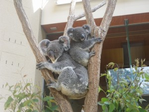 王子動物園コアラ