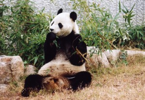 王子動物園パンダ